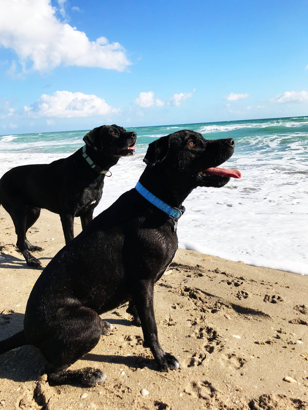 Tropical Blue Palm Collar